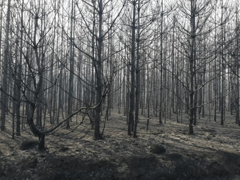 На Чернігівщині дачник спалив 70 гектарів молодого лісу