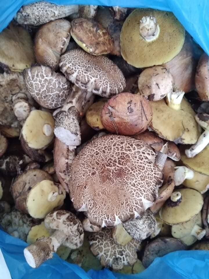 Збирання грибів у Бучі