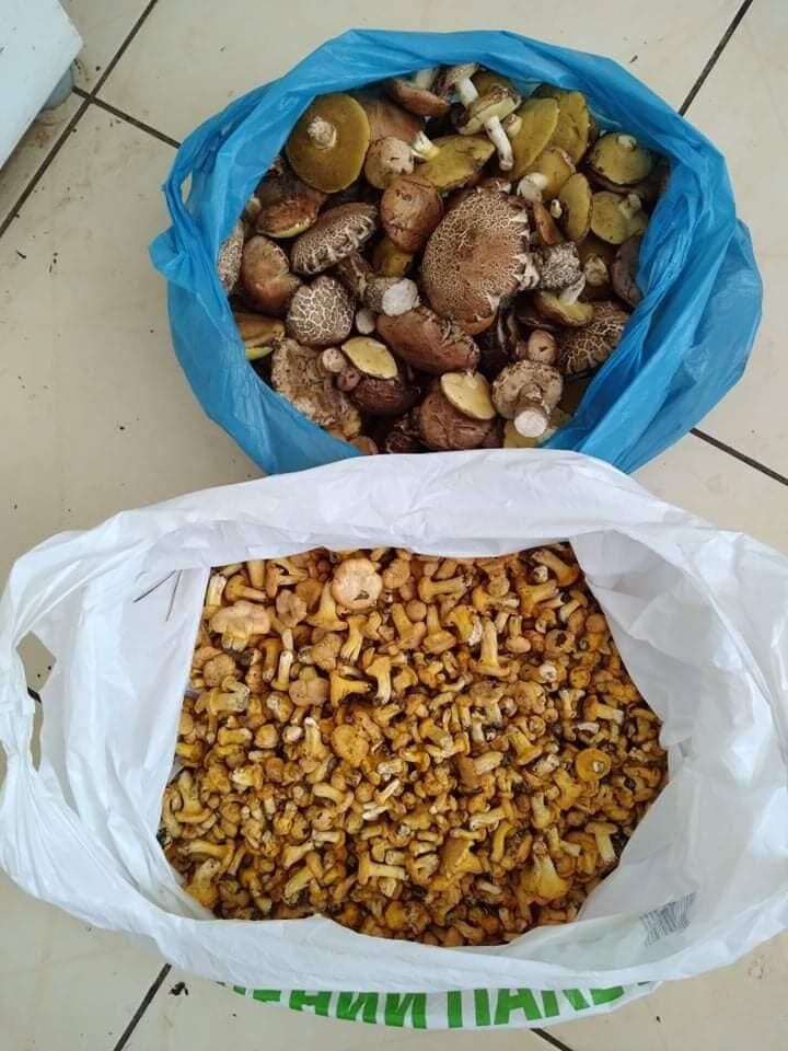 Збирання грибів у Бучі, Київщина