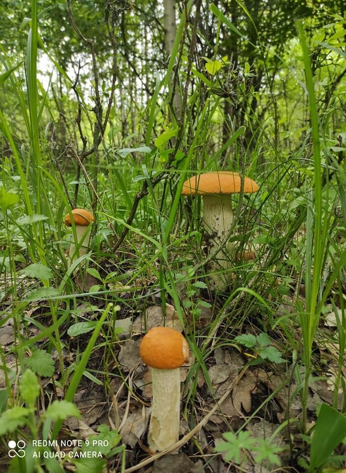 Збирання грибів у Київській області