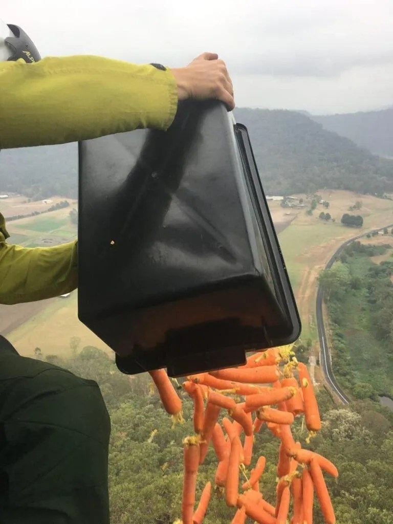 В Австралії їжу для тварин доставили вертольотами: милі фото та відео