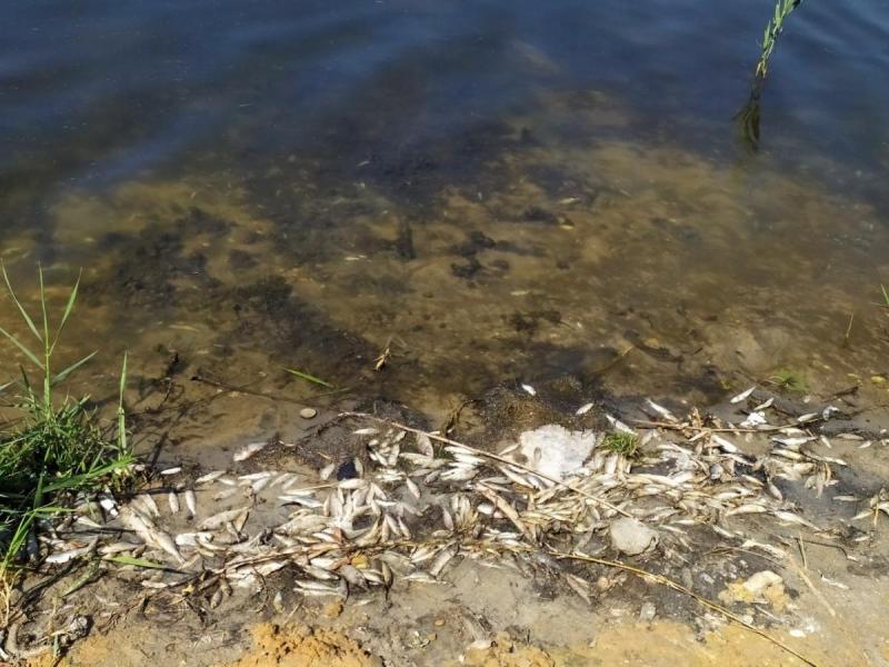 В Донецьку в річці масово гине риба