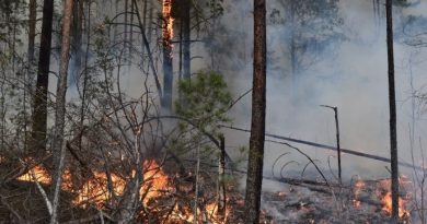 Пожежі на Житомирщині гасять більше тисячі осіб: Місцева влада оцінила збитки